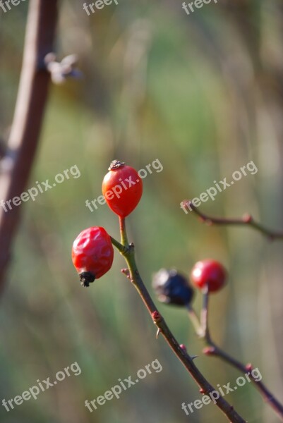 Rose Hip Autumn Transience Autumn Fruits Wild Rose