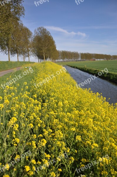 Mustard Seed To Molendijk Puttershoek Free Photos