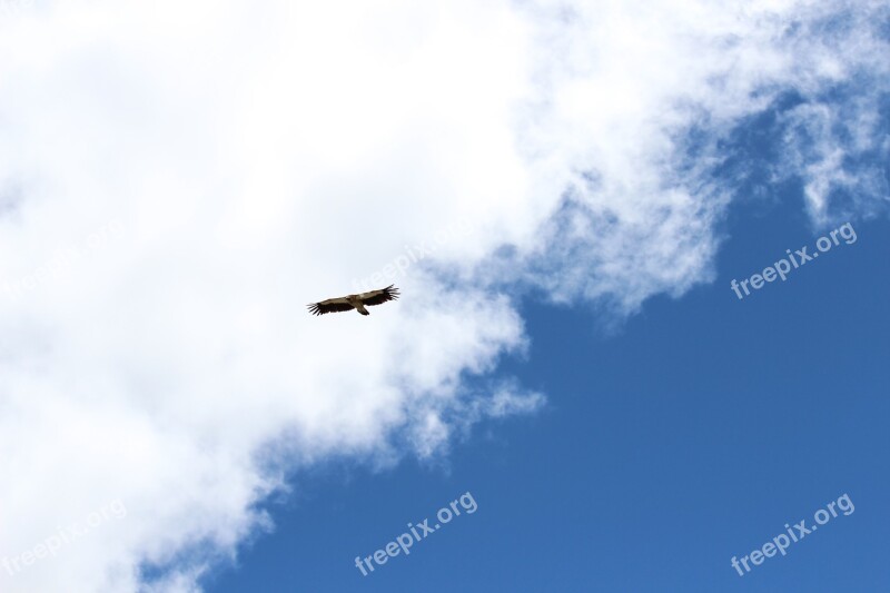 Eagle Sky Fly Hawk Free Photos