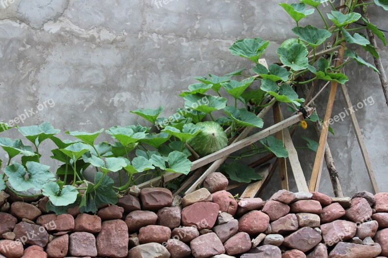 Green Vine Melon Fence The Yard In Rural Areas