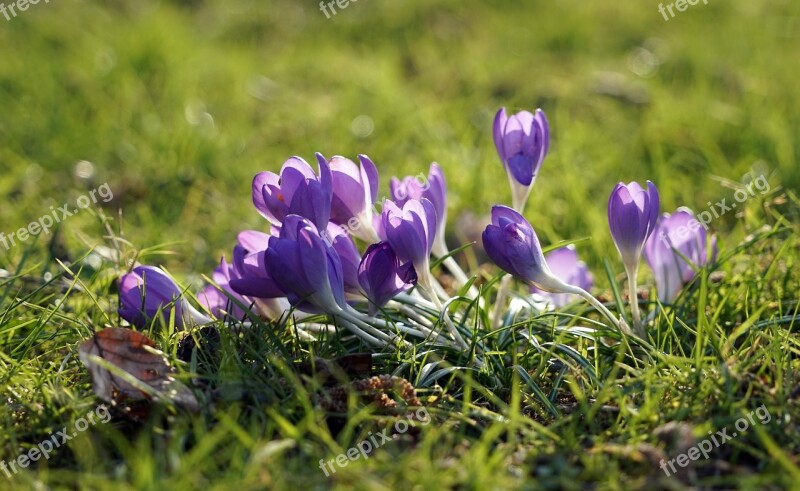 Crocus Purple Spring Spring Flower Early Bloomer