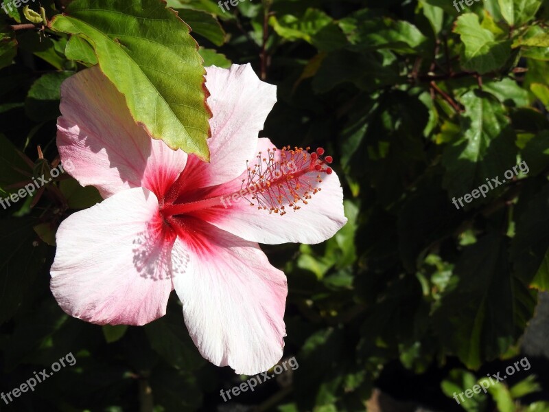 Hibiscus Blossom Bloom Mallow Pink