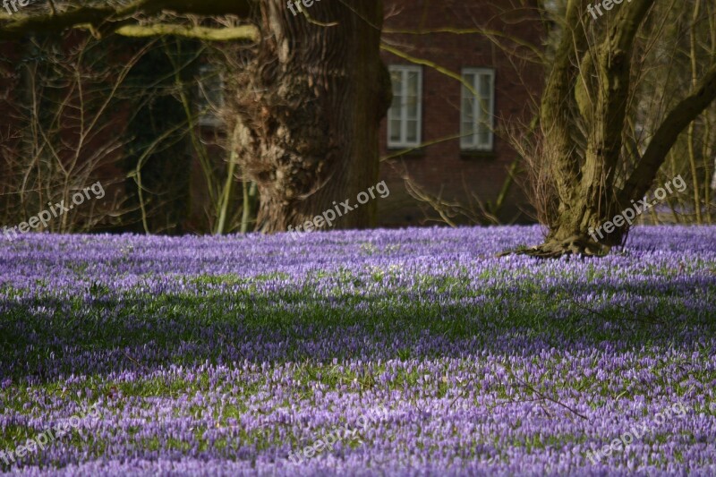 Nature Flowers Crocus Blossom Bloom