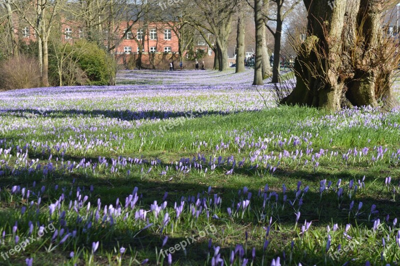 Nature Flowers Crocus Blossom Bloom