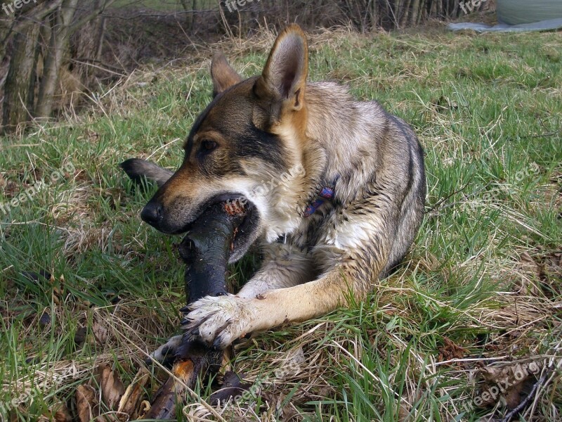 Czechoslovak Wolf Dog Luna Free Photos