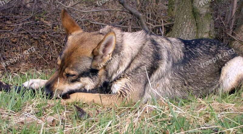 Czechoslovak Wolf Dog Luna Free Photos