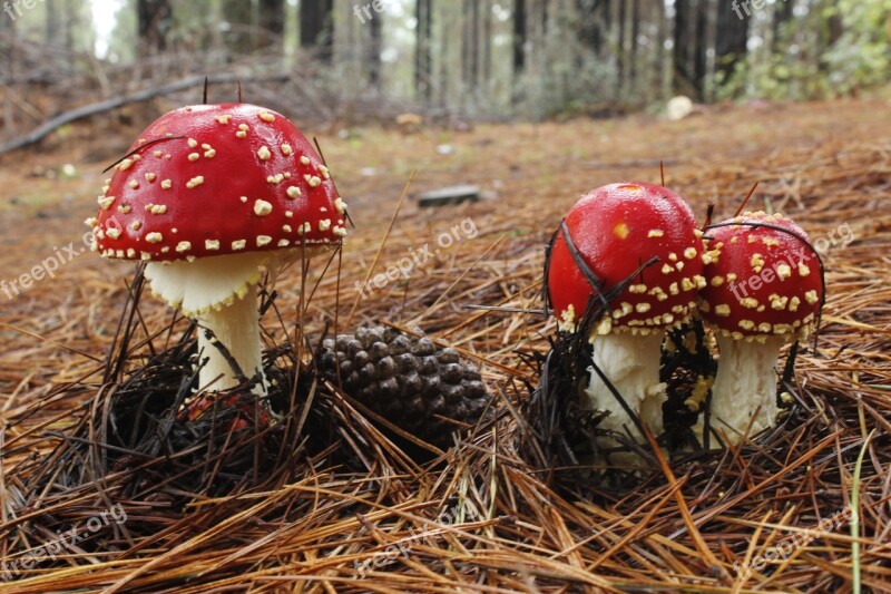 Fungus Forest Mushroom Nature Wild