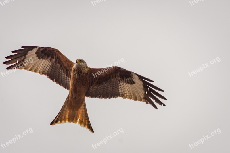 Milan Raptor Bird Of Prey Nature Red Milan