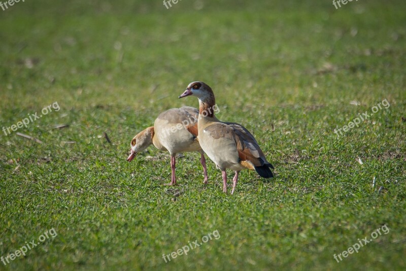 Nilgans Goose Field Water Bird Bird