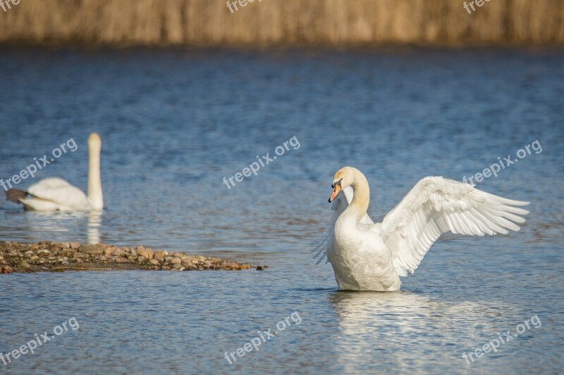 Swan Lake Wing Beat Water Swans