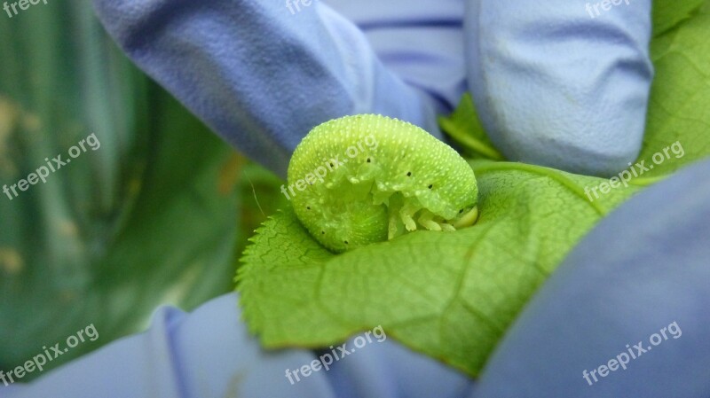 Insect Larva Forest Green Free Photos