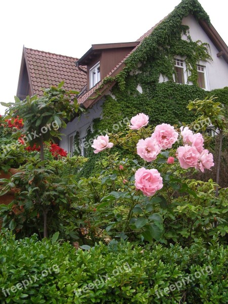 Single Family Home House Garden Flowers In A Garden Domicile