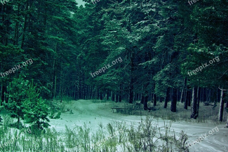 Winter Forest Russia Landscape Thicket