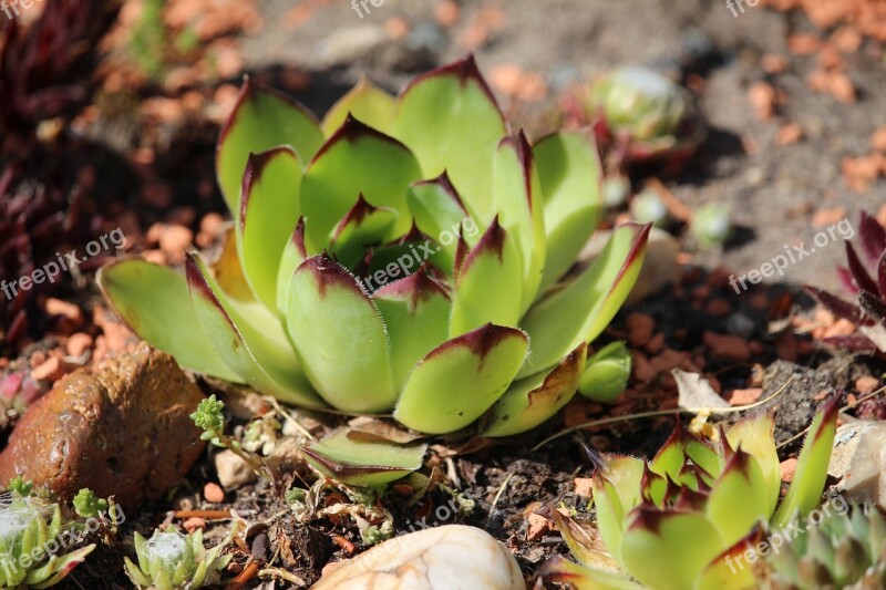 Stone Bed Plant Houseleek Free Photos