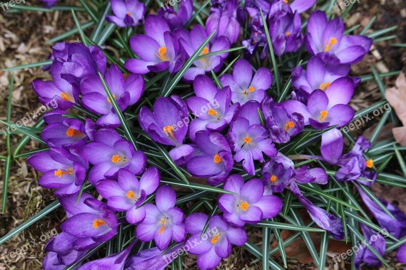 Crocus Spring Flower Purple Free Photos