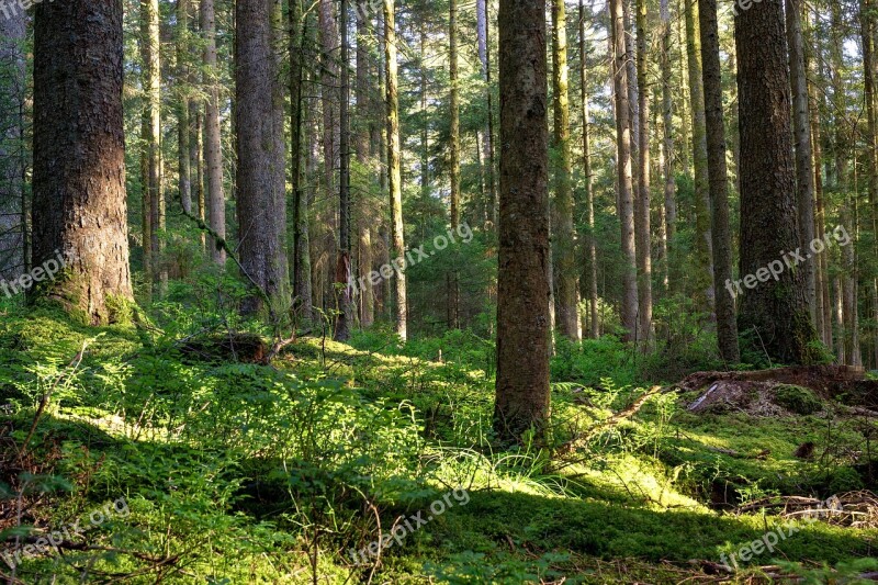 Forest Nature Trees Landscape Sun