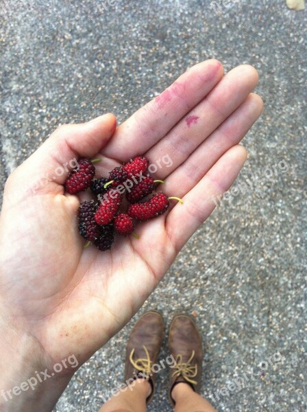 Hand Fruit Mulberry Free Photos