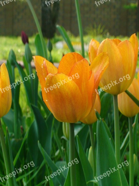 Tulip Tulips Holiday Flowers Flower