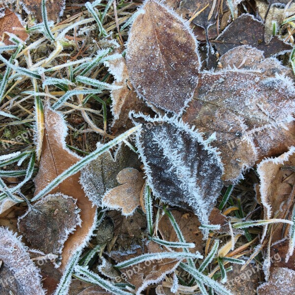 Frost Hoarfrost Cold Winter Leaves