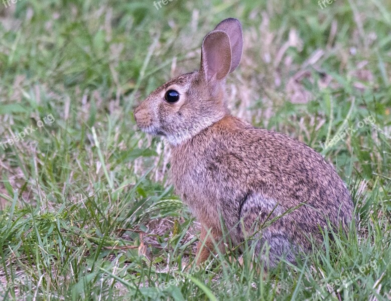 Bunny Easter Cottontail Free Photos