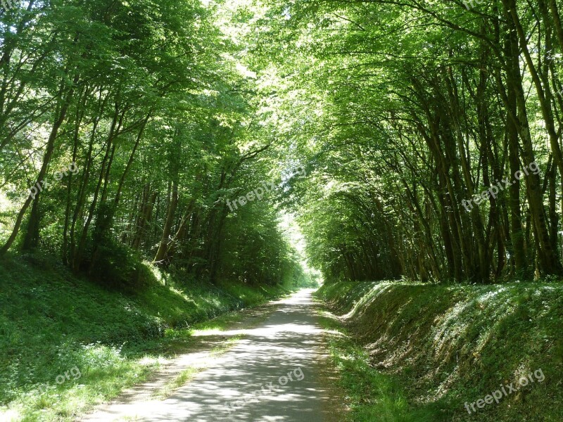 Trees On Road Path Dappled Light Countryside Pathway