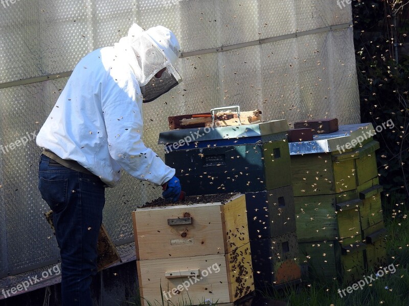 Beekeeper Bees Bee Hives Bee Keeping Honey Bees