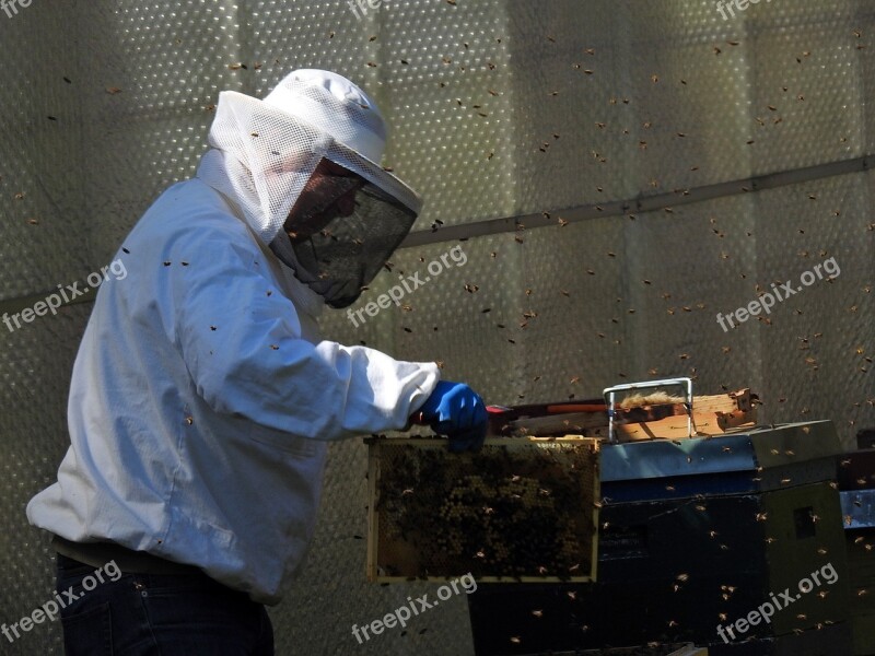 Beekeeper Bees Bee Hives Bee Keeping Honey Bees