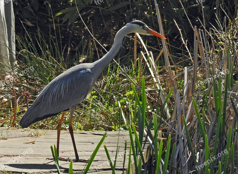 Heron Fish Eater Grey Heron Eastern Intervention