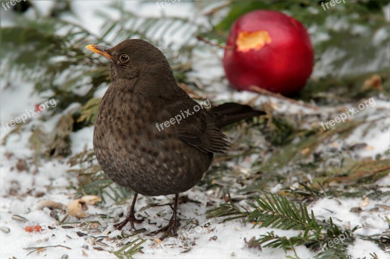 Bird Throttle Turdus Philomelos Foraging Garden Winter