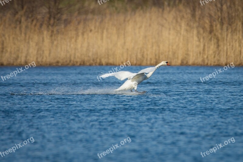 Swan Landing Duck Bird Bird Animal