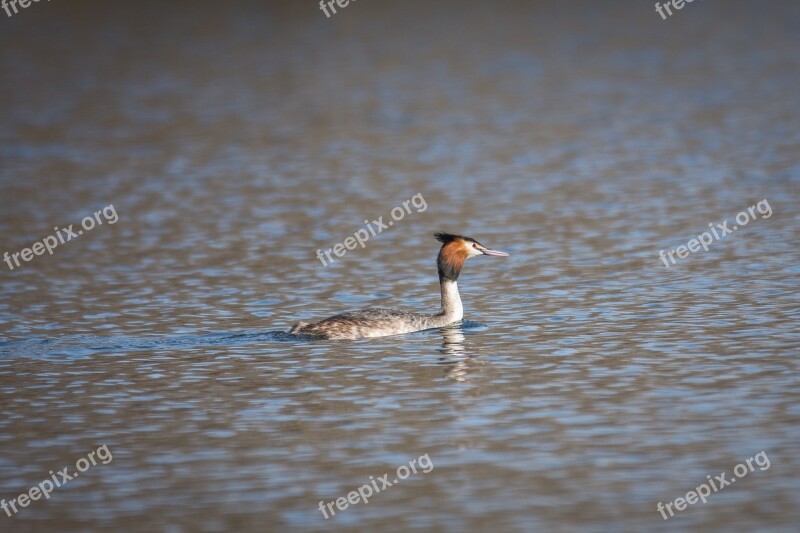 Great Crested Grebe Grebe Bird Animal Poultry