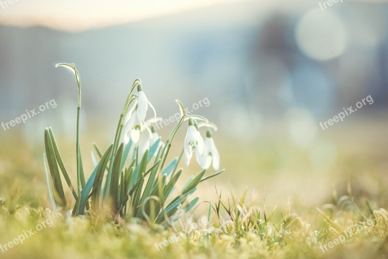 Snowdrop Spring Flower Signs Of Spring Nature