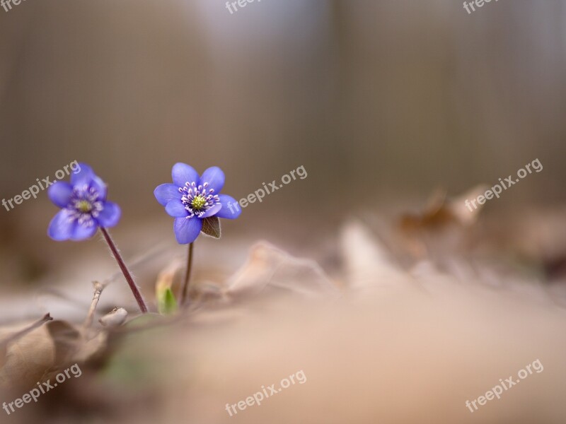 Podléška Liverwort Spring Flowers Nature