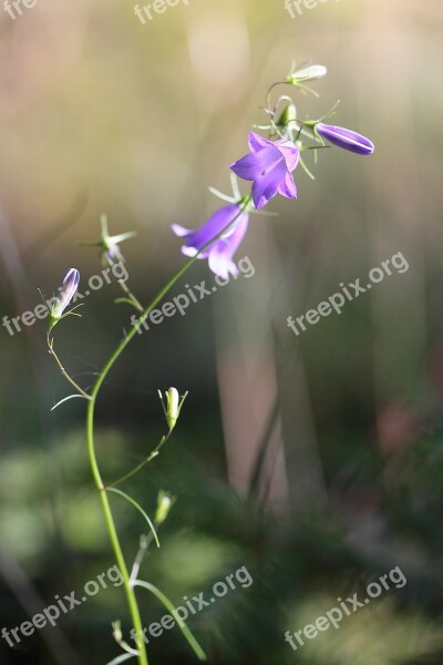 Bellflower Wild Flower Summer Flower Petite Bellflower