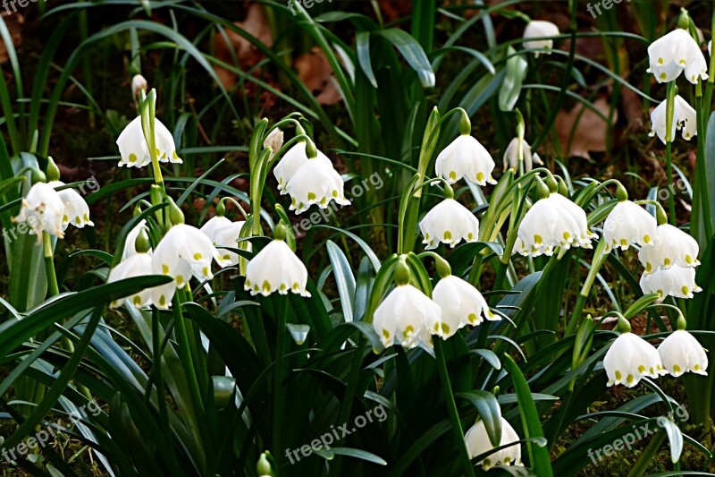 Flower Snowflake Leucojum Vernum Early Bloomer Free Photos