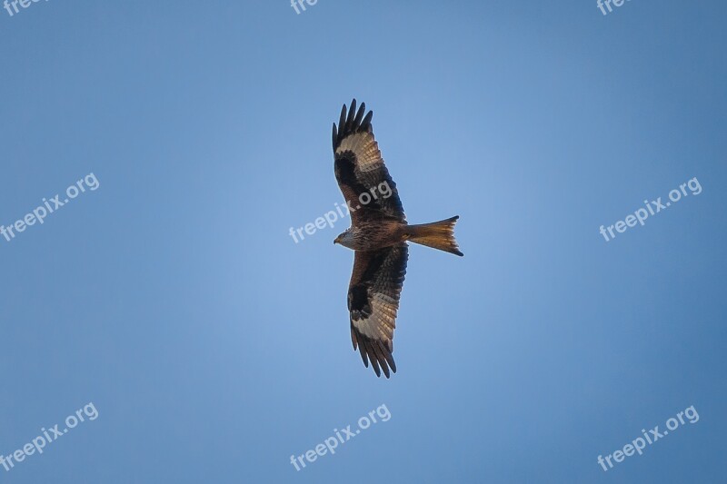 Milan Red Milan Bird Of Prey Bird Flight Sky