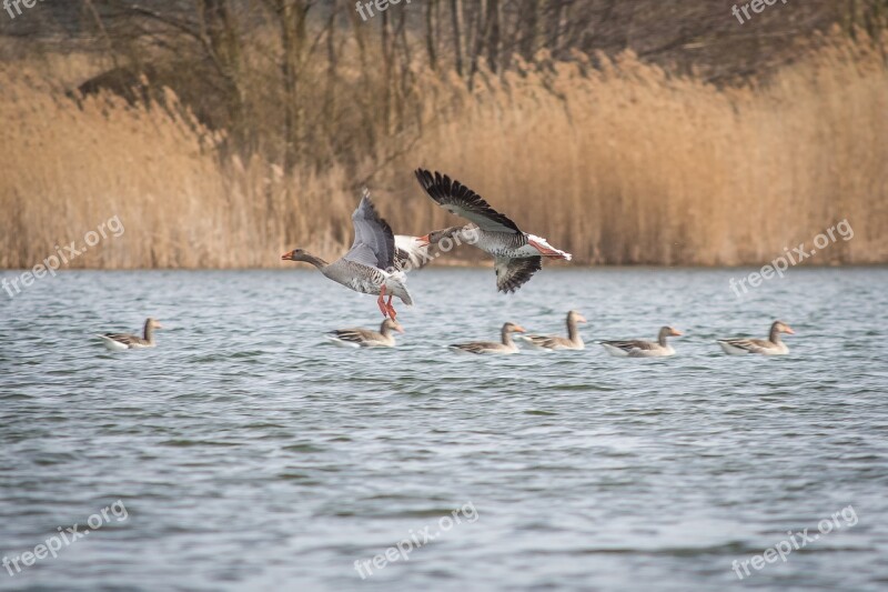 Geese Greylag Goose Lake Creature Goose