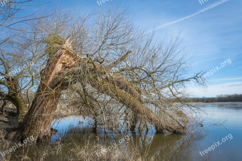 Elbe Elbufer River Nature Tree