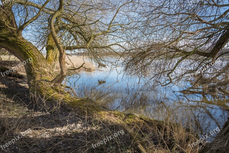 Elbe Elbufer River Nature Tree