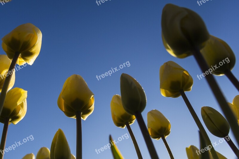 Netherlands Flower Spring Morning Lisse