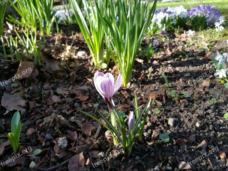 Spring Plant Crocus Purple White