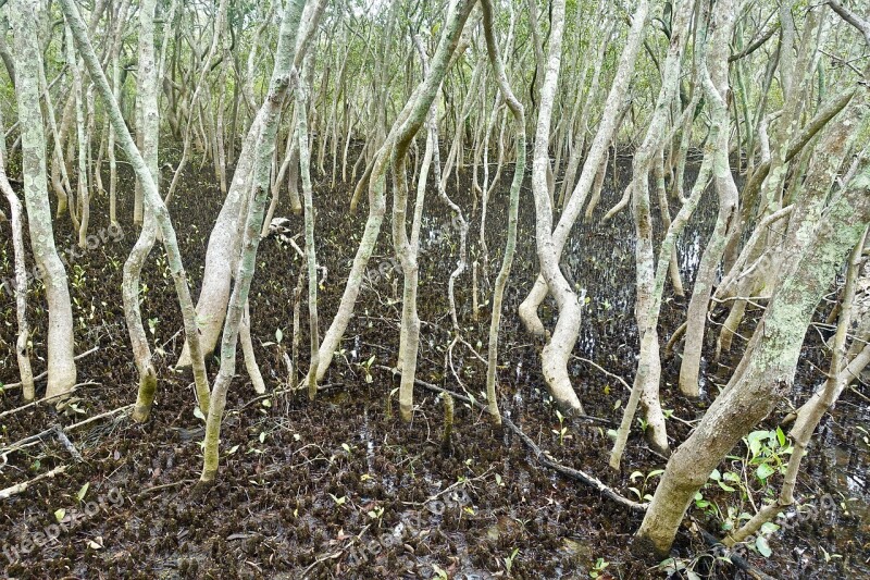 Mangrove Swamp Watery Trees Marsh