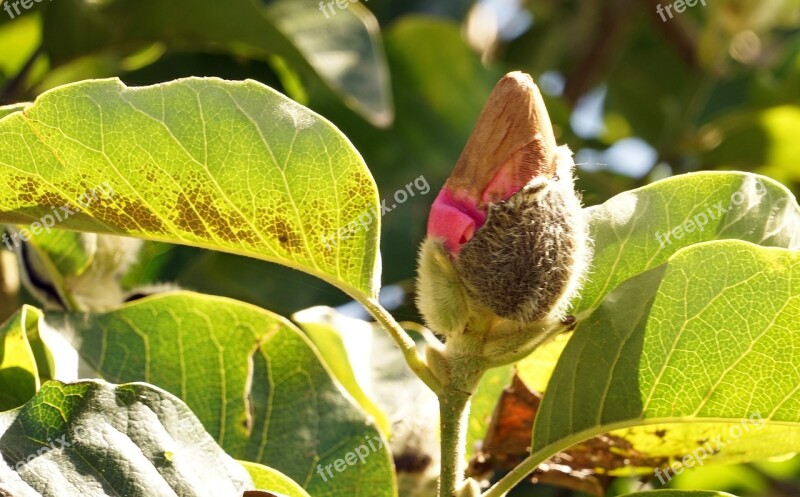 Magnolia Bud Magnolia Tree Magnoliengewaechs Plant