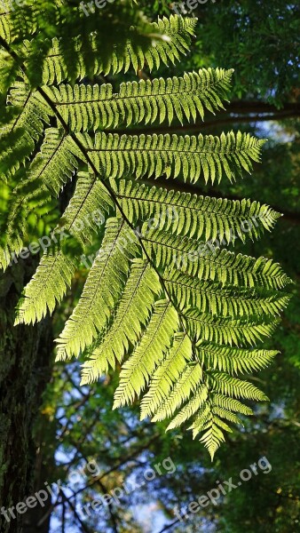 Fern Fern Leaf Plant Nature Leaf