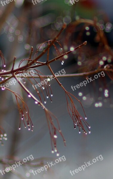 Casey Drop Frozen Plant Tree