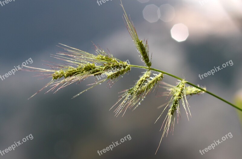 Barley Plant Green Bokeh Drops