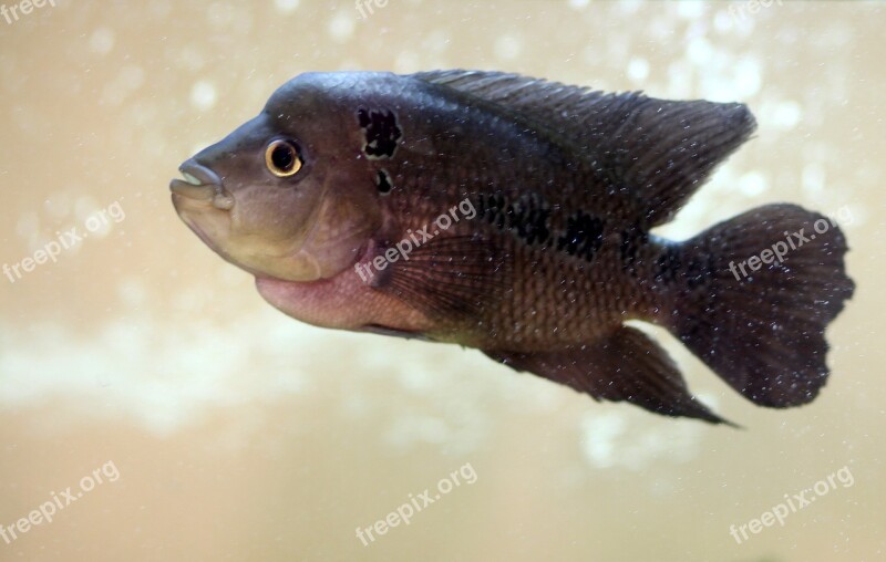 Over Aquarium Exotic Fish Silver Upset