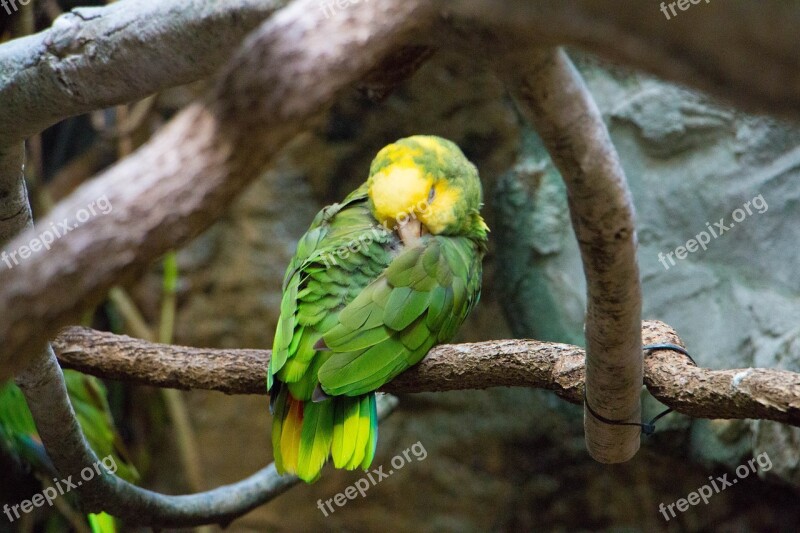 Amazon Parrot Jungle Rainforest Tropical