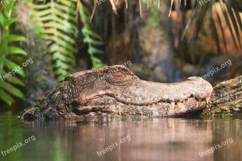 Alligator Swamp Reptile Animal Wildlife