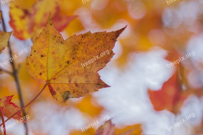 Mapple Fall Canada Orange Orange Leaves